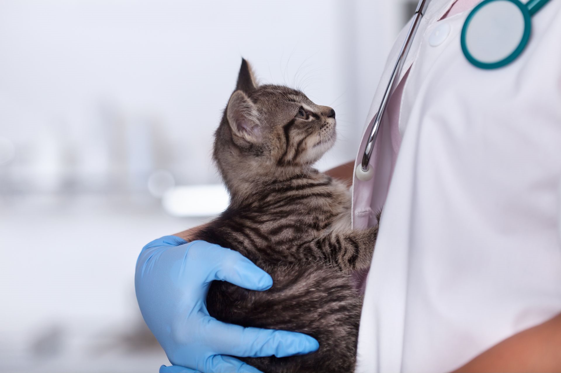 Veterinární klinika OK-VET